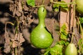 Small green organic calabash,ÃÂ bottle gourd, orÃÂ white-flowered gourd plant Lagenaria siceraria - also known as long melon